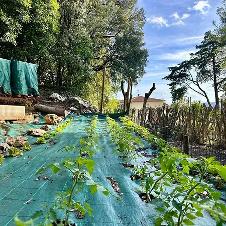 Degli Ulivi Garden Daire
